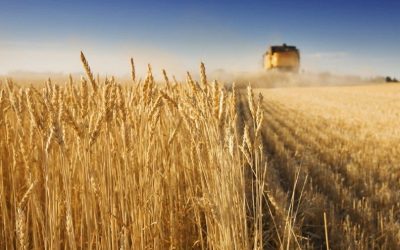 Here’s Who Just Picked Up Sino Agro Food Inc. (OTCMKTS:SIAF) Shares