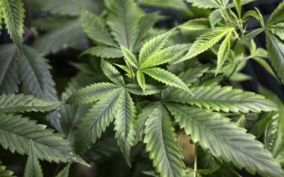 One Bullish Prospect After Another for Zerez Holdings Inc (OTCMKTS:ZRZH)