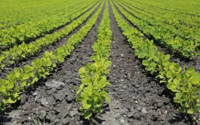 Here’s Who Just Picked Up S&W Seed Co. (NASDAQ:SANW) Shares