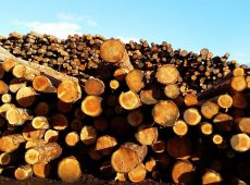 Sky Wood Raw Material Pile Timber Lumber
